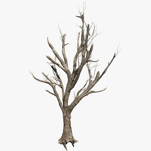 old tree 3D