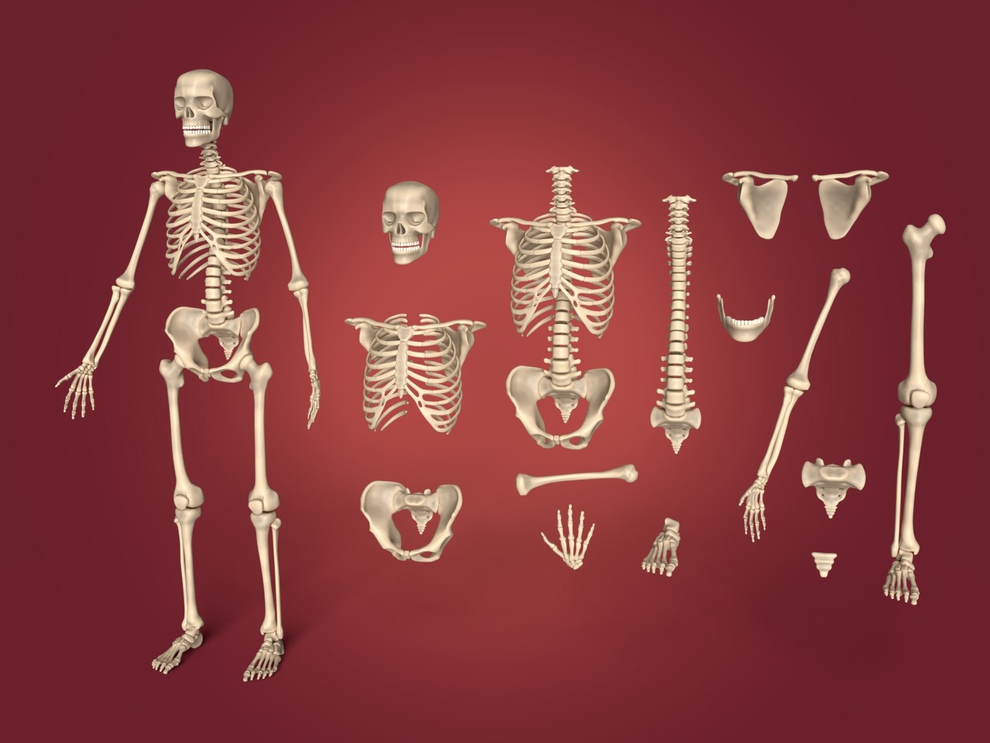 各类骨骼有何特点-搜狐大视野-搜狐新闻
