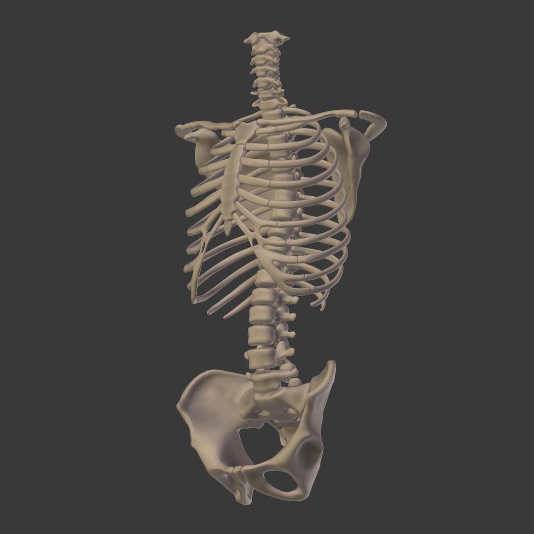 人体骨骼3D模型 - TurboSquid 1358705