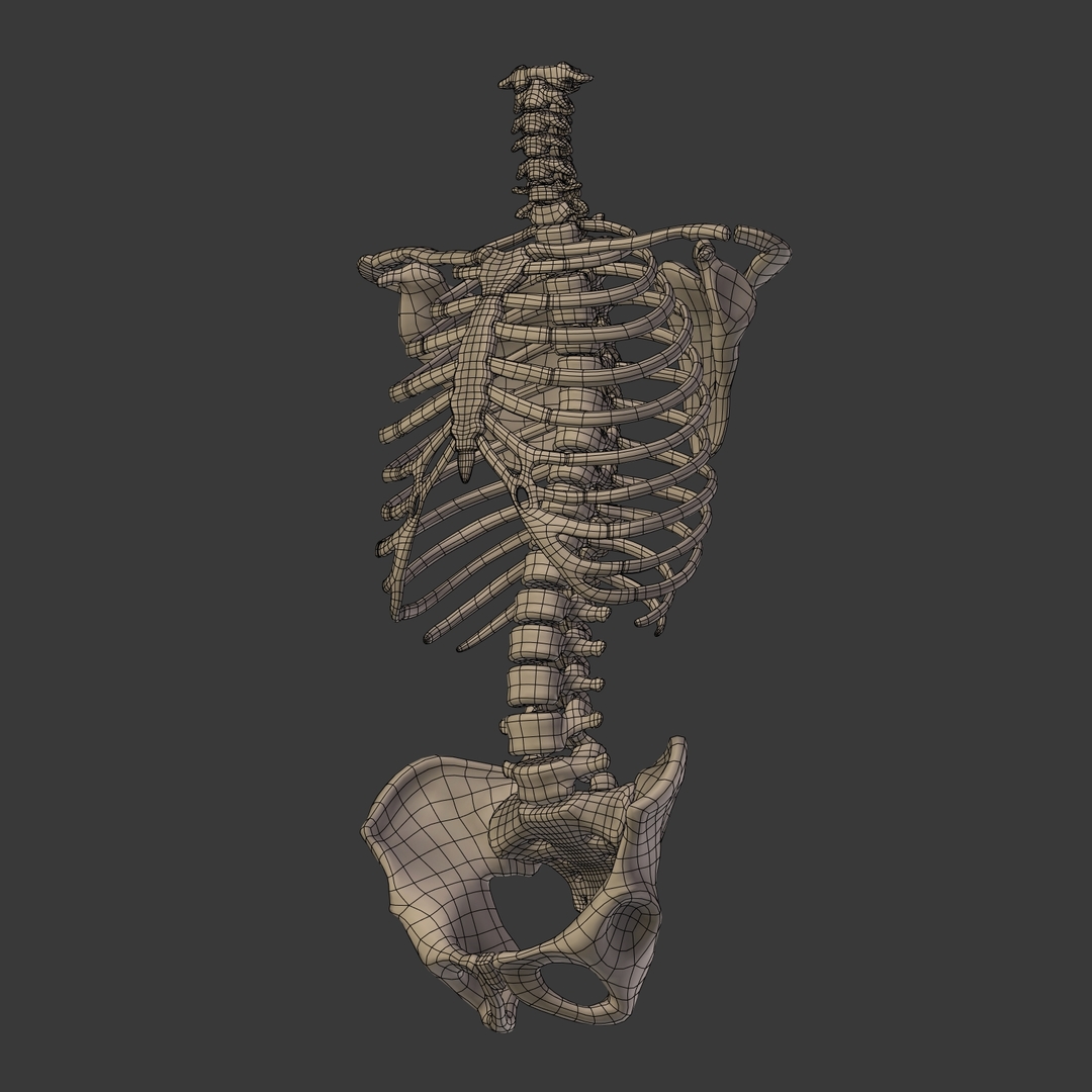 人体骨骼3D模型 - TurboSquid 1358705