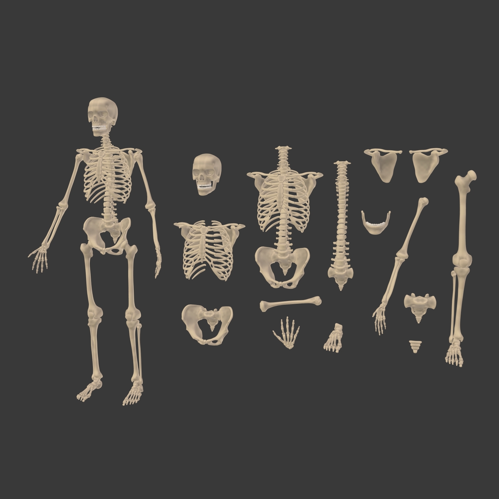 医疗人体骷髅骨架 - PBR - 动画-cg模型免费下载-CG99
