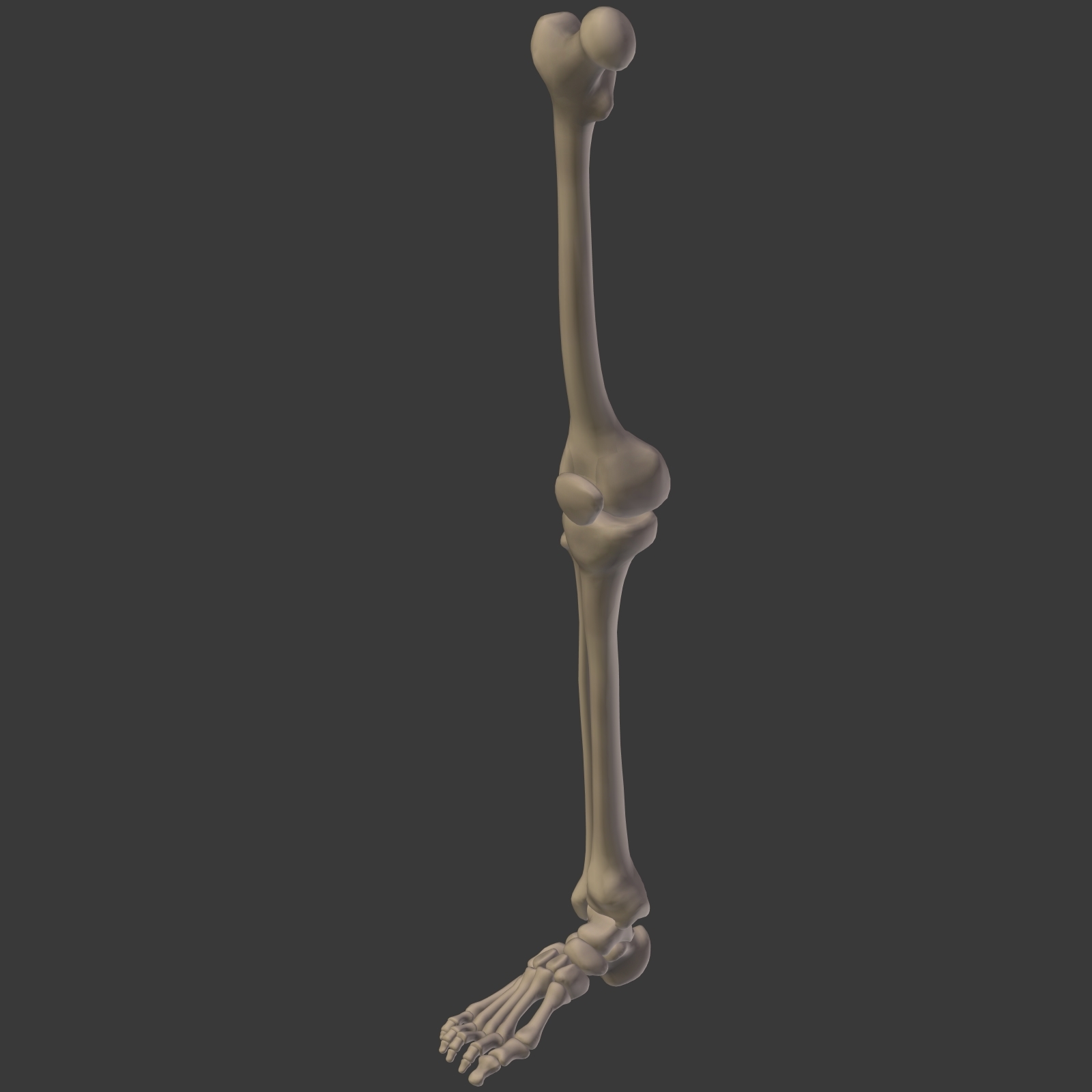 人体骨骼3D模型 - TurboSquid 1358705