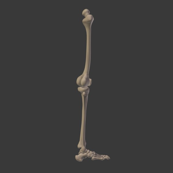人体骨骼3D模型 - TurboSquid 1358705