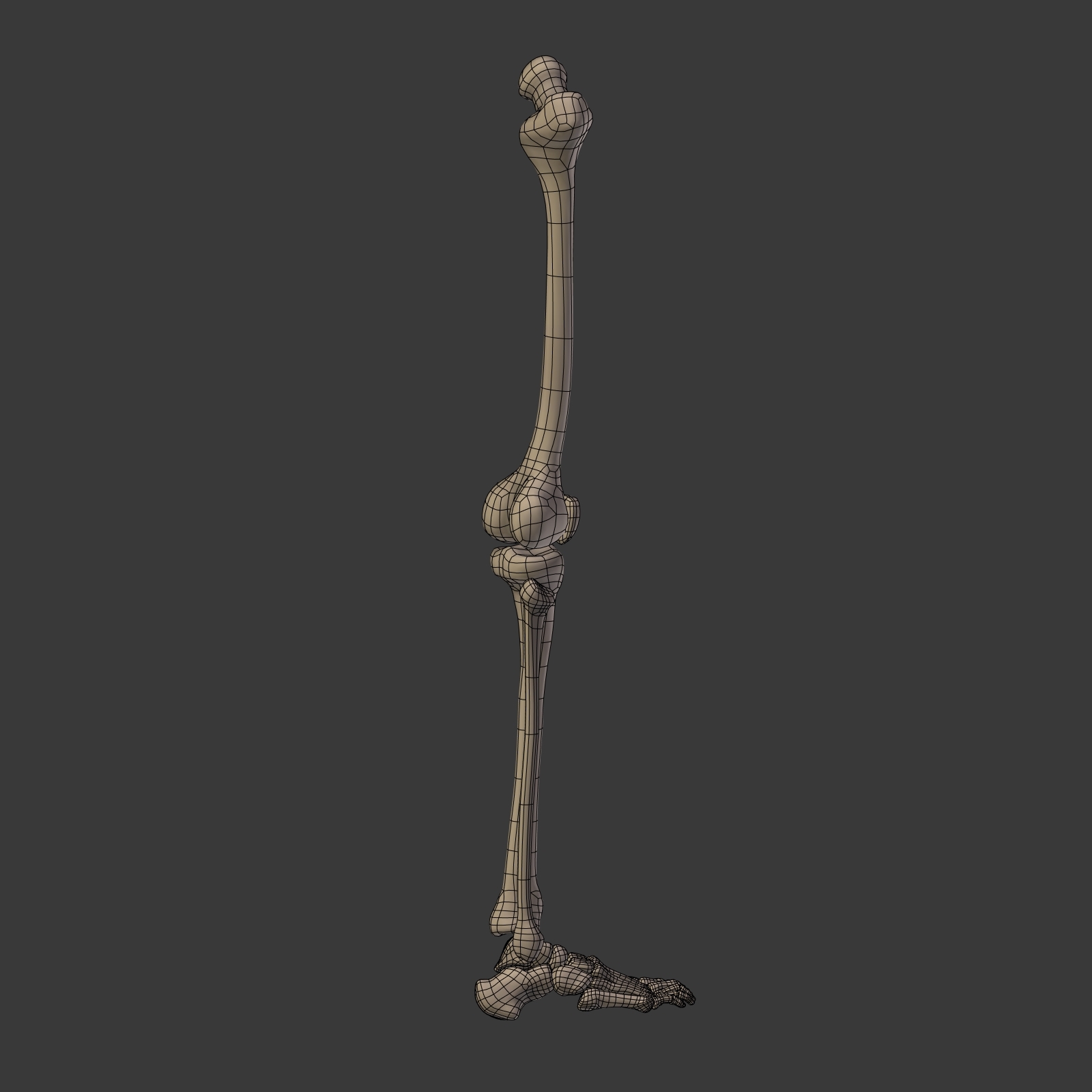 人体骨骼3D模型 - TurboSquid 1358705