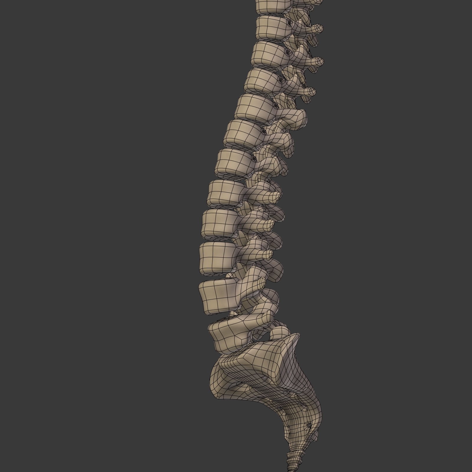 人体骨骼3D模型 - TurboSquid 1358705