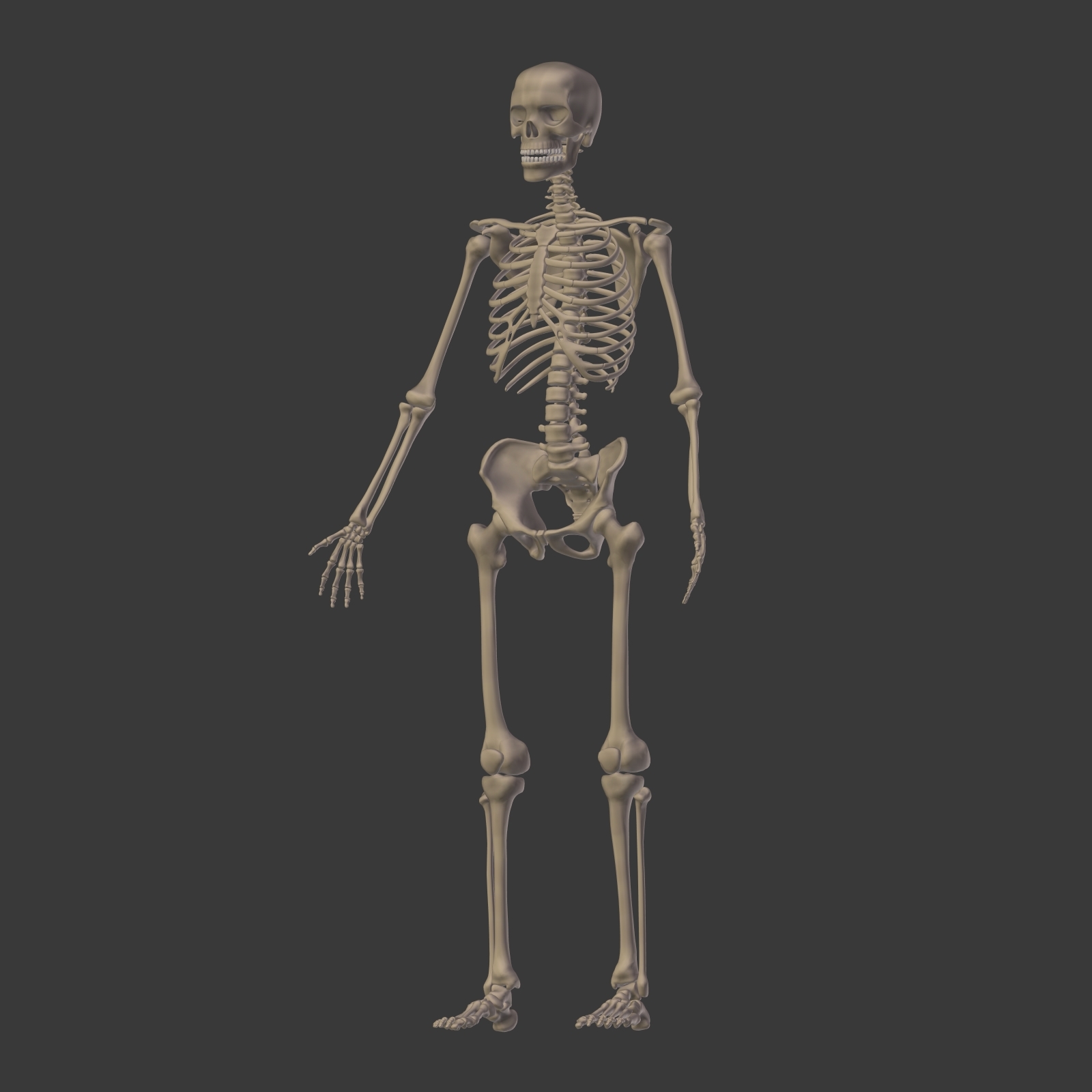 人体骨骼3D模型 - TurboSquid 1358705