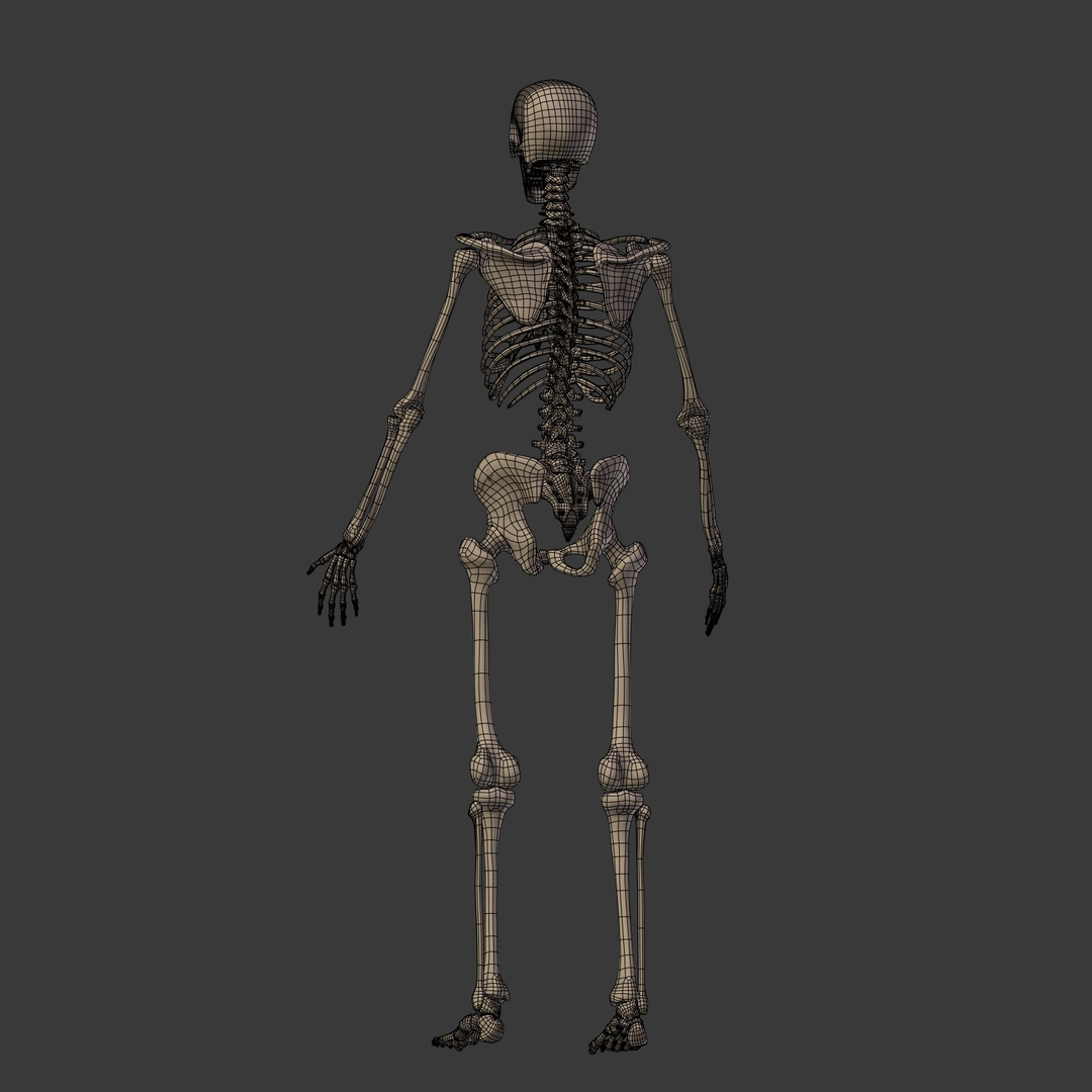 人体骨骼3D模型 - TurboSquid 1358705