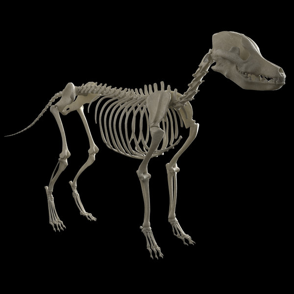 犬の骨格3dモデル Turbosquid