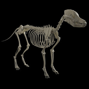 3D model dog skeleton
