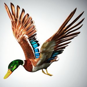 mallard duck rigged model