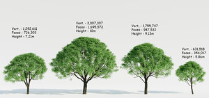oak tree 3D model