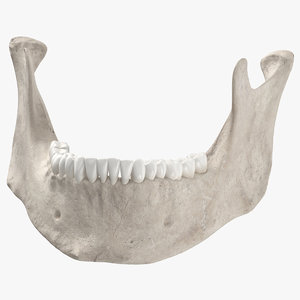 3D model real human jawbone mandible