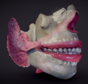 mouth glands salivary 3D