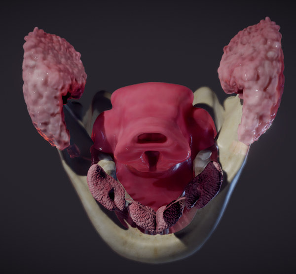 Mouth glands salivary 3D - TurboSquid 1617589