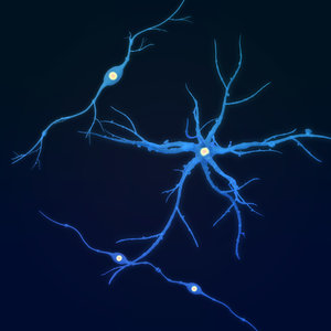neuron 3D