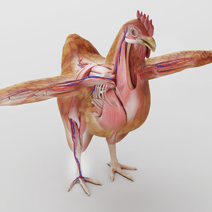 chicken anatomy t-pose 3D
