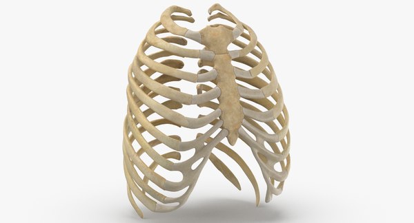 3d Human Rib Thoracic Cage Anatomy Turbosquid 1618089