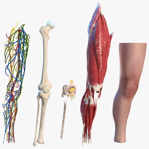 Turbosquid éducation HumanKneeJointAnatomy3dsmodel000.jpgE95F5577-DC98-48DD-AFBA-26029E34CB5CRes300