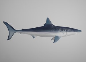 3D mako shark model