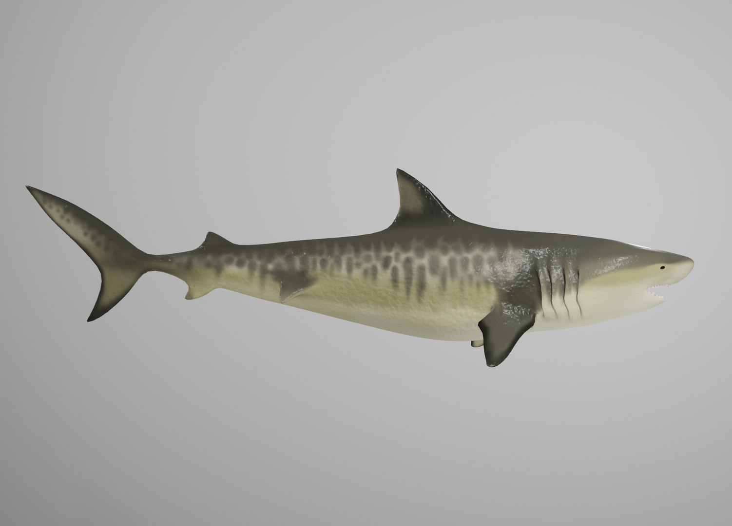 Modello 3D Tiger Shark - TurboSquid 1618391