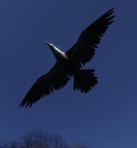 crow flying 3D