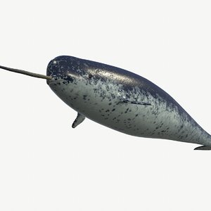 narval mammal whales model