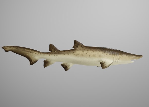 sand tiger shark 3d model