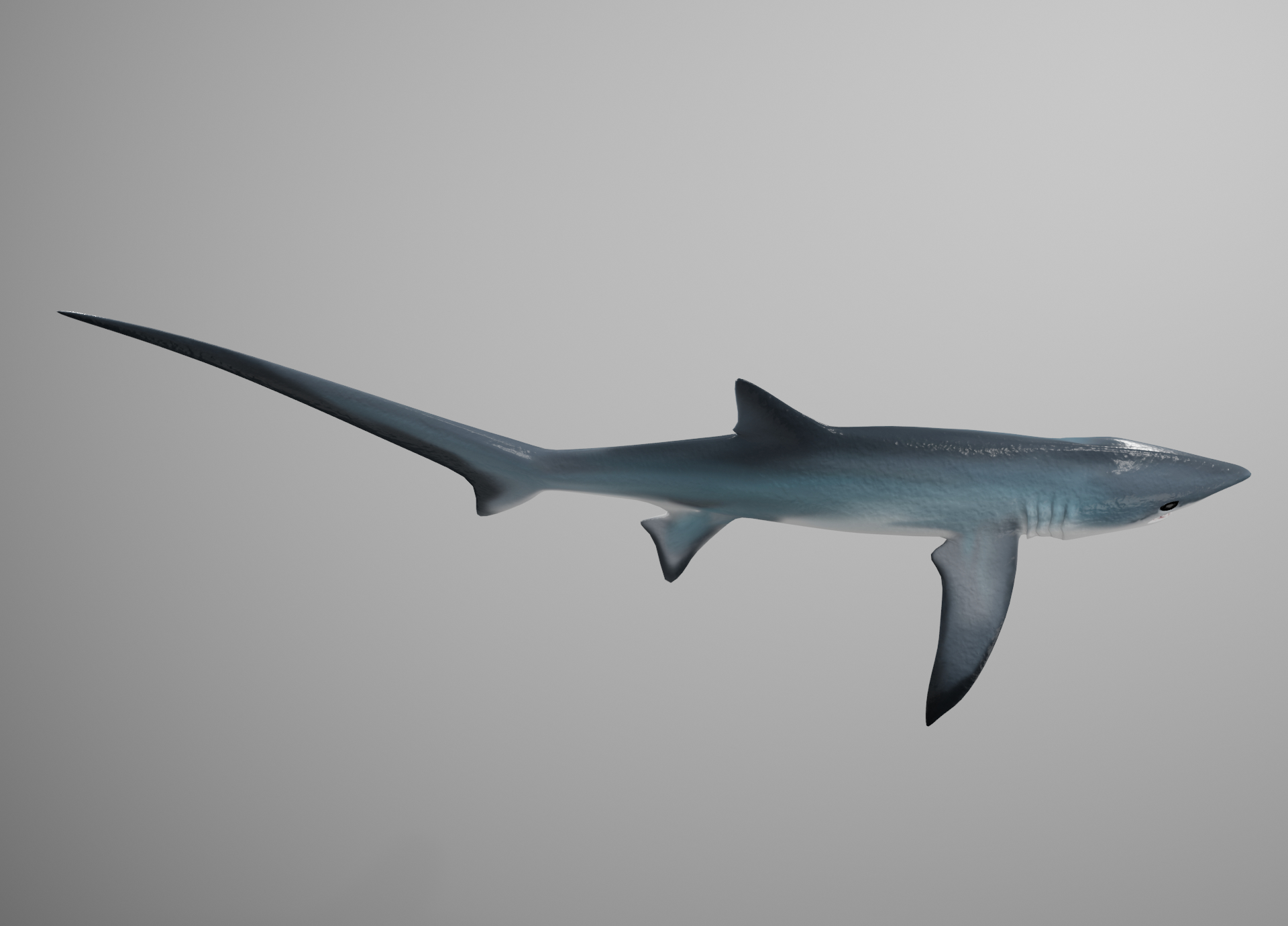 thresher shark3d模型