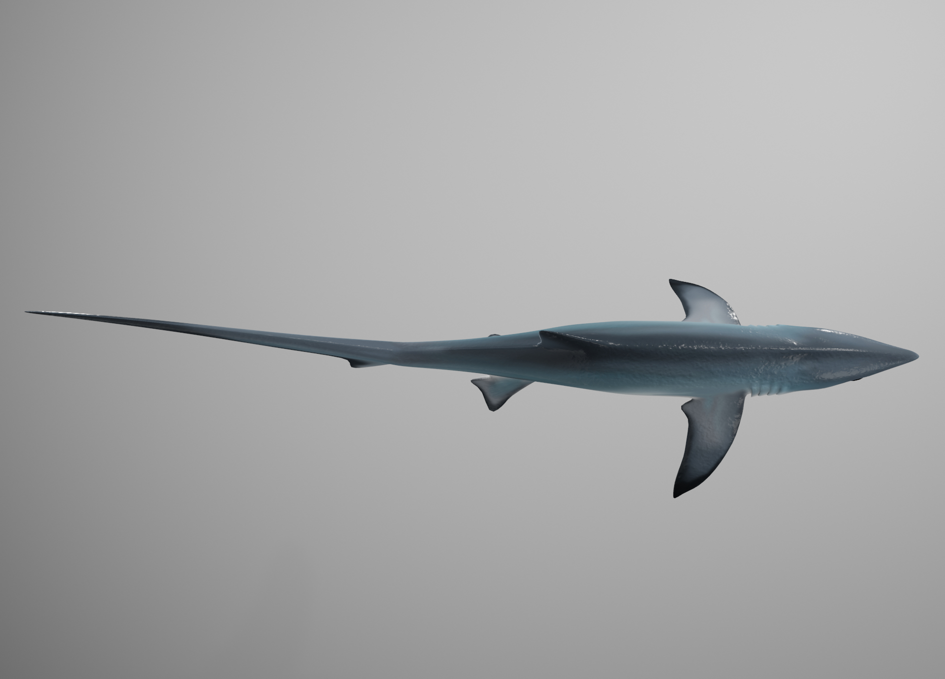thresher shark3d模型