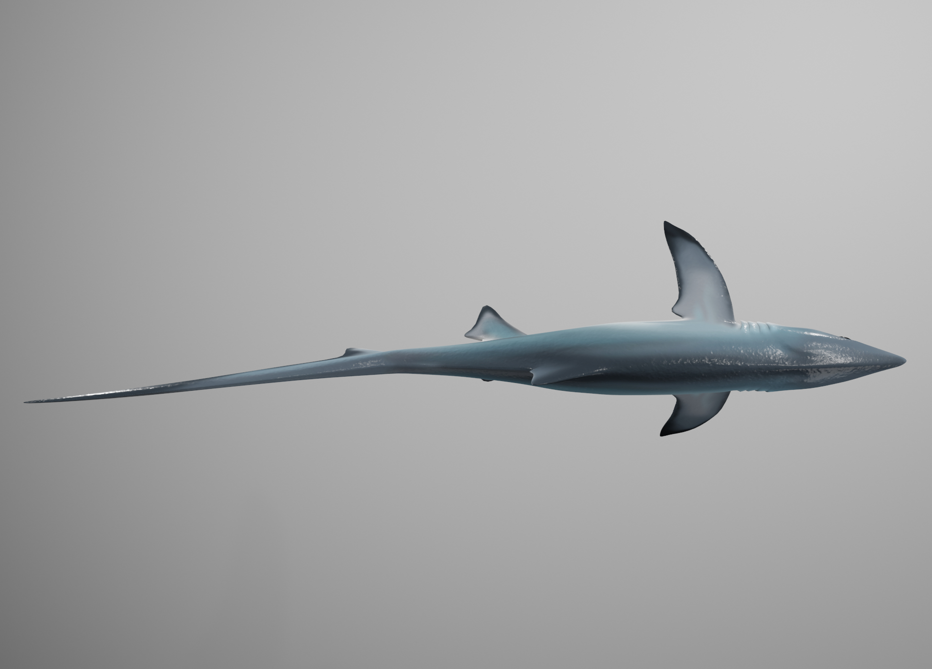 thresher shark3d模型