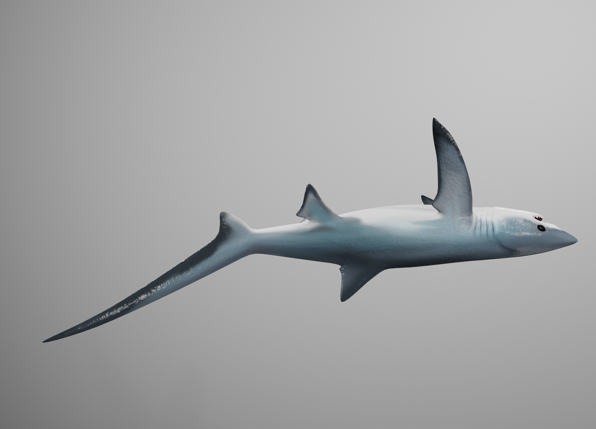 thresher shark3d模型