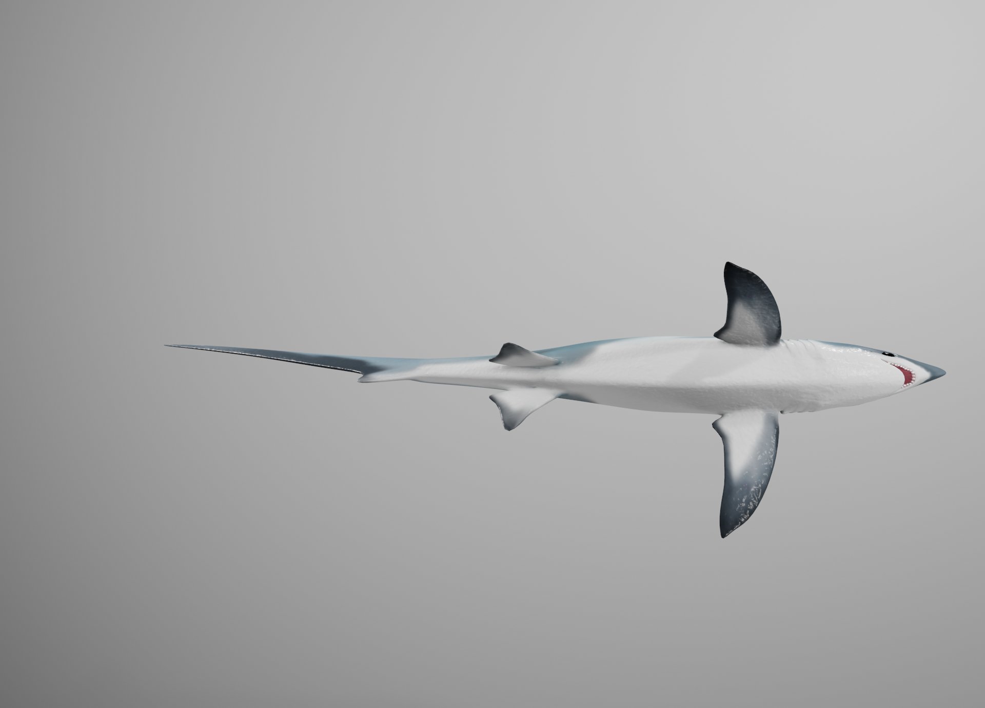thresher shark3d模型
