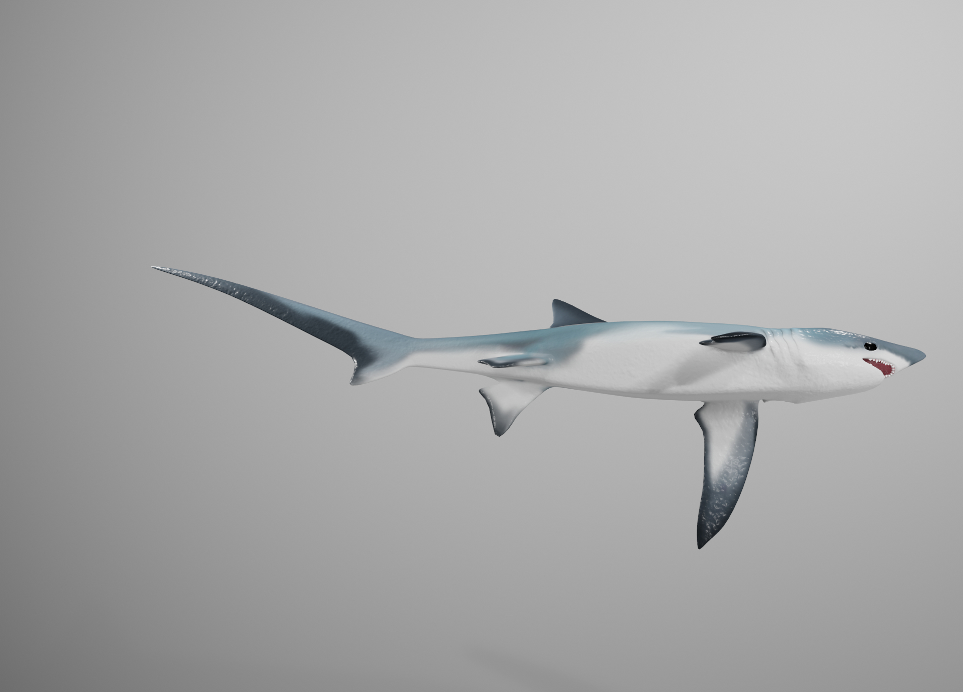 thresher shark3d模型