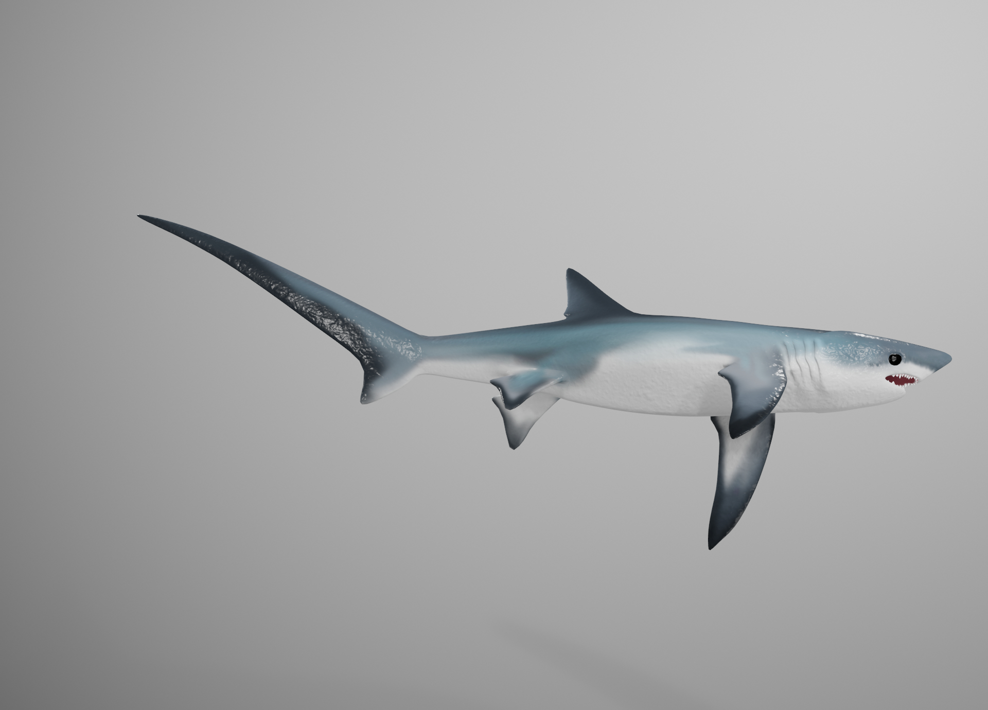 thresher shark3d模型