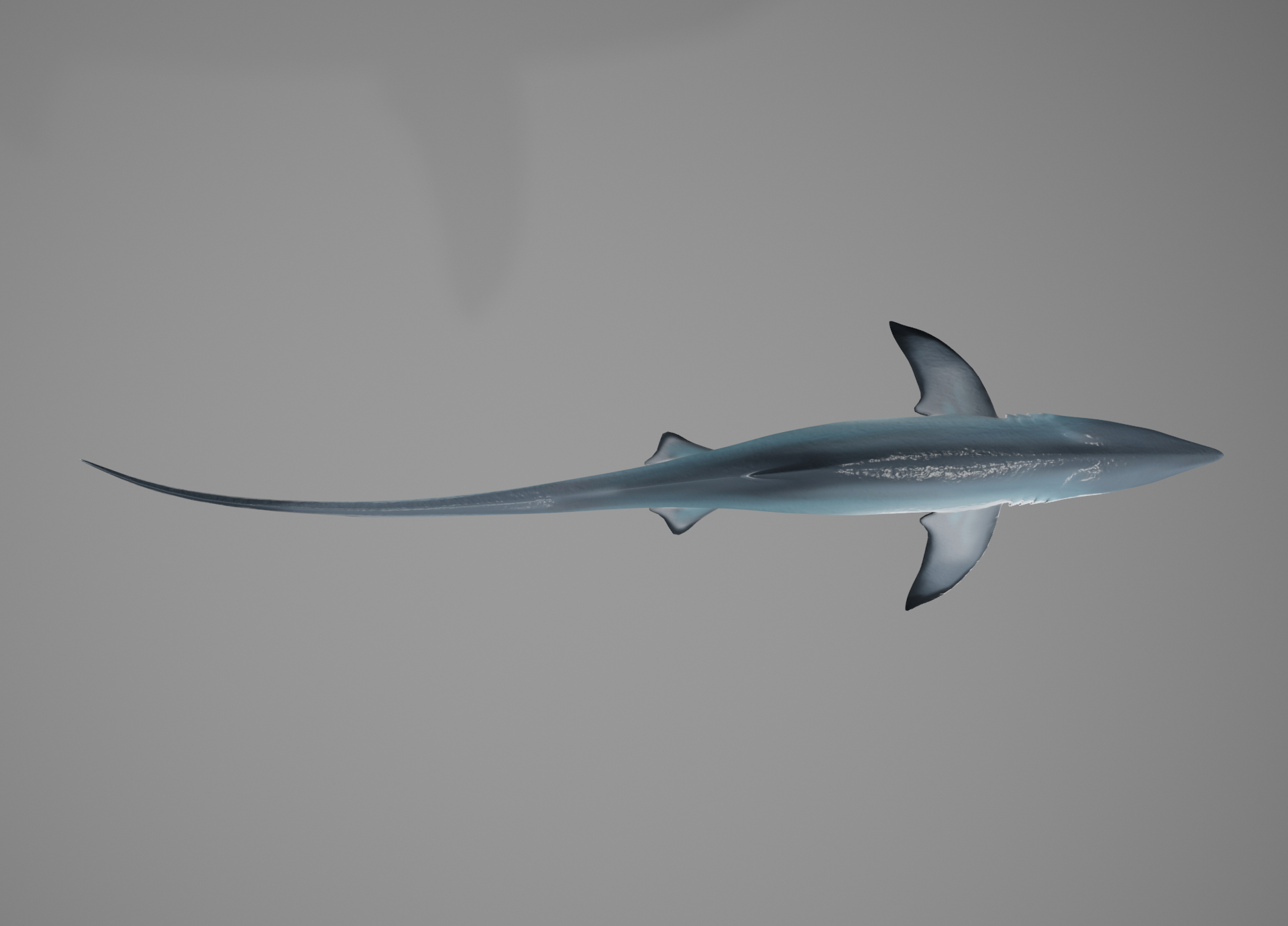 thresher shark3d模型