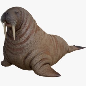 3D model walrus animal nature