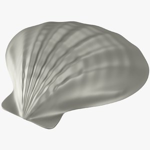 3D seashell sea shell