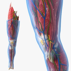 3D knee human anatomy model