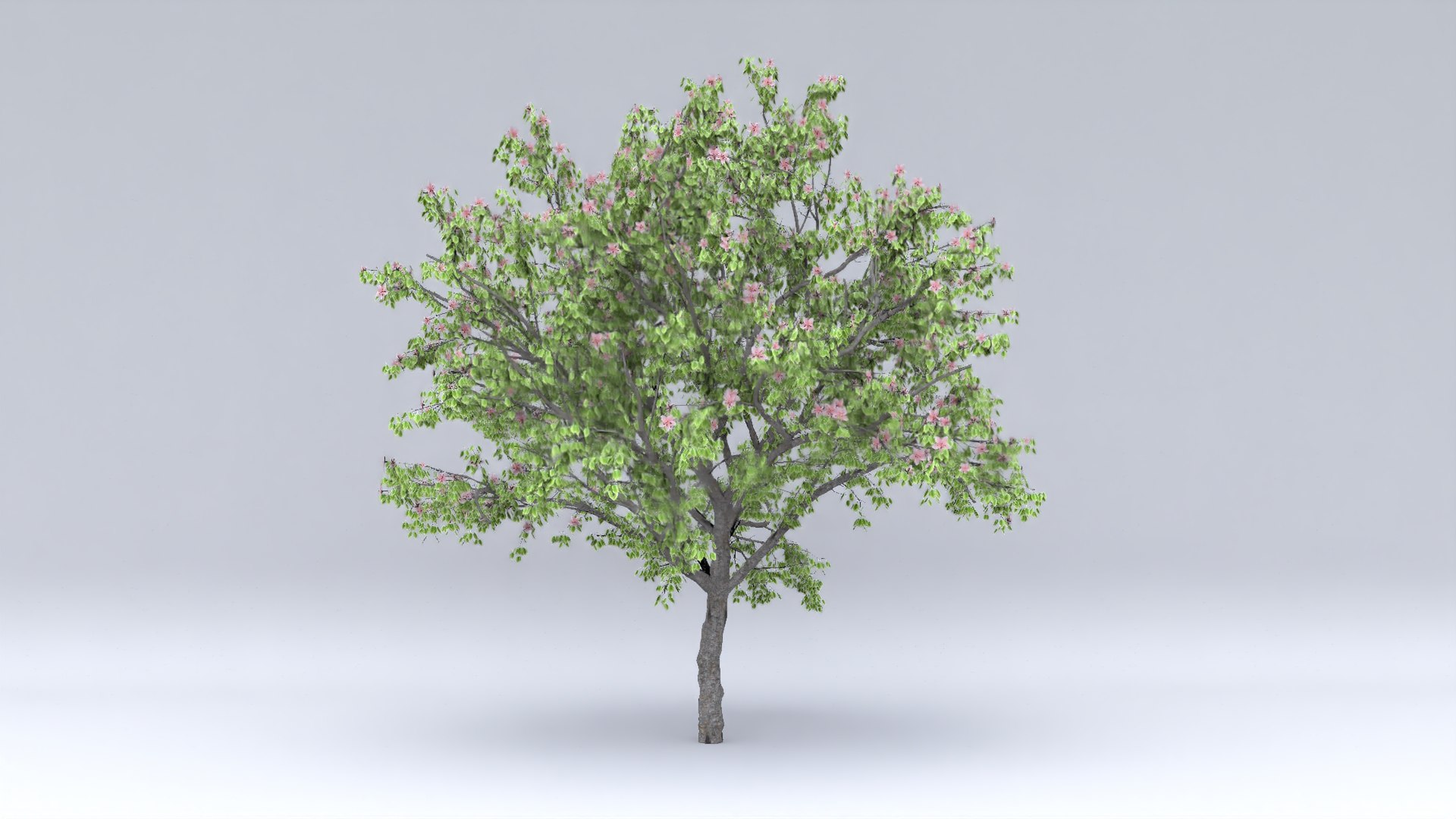 3D apricot flowers hight model - TurboSquid 1619435
