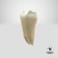 3D upper human teeth