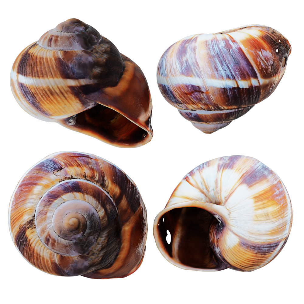 Snail shell 3D model - TurboSquid 1620031