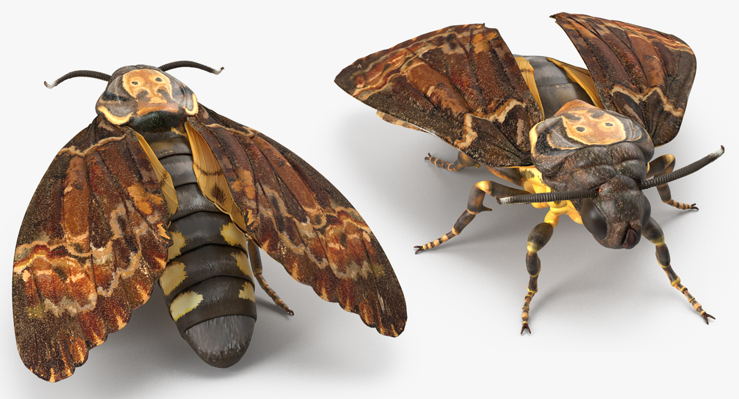 rigged flying insects collection for maya3d模型