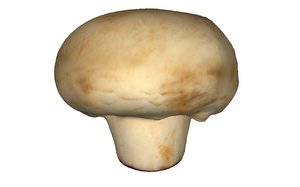 3D model mushroom scanned