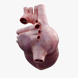3D model rigged human heart