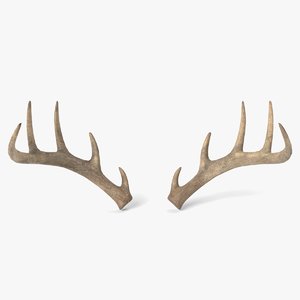 deer antlers model