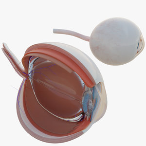 human eye section 3D model
