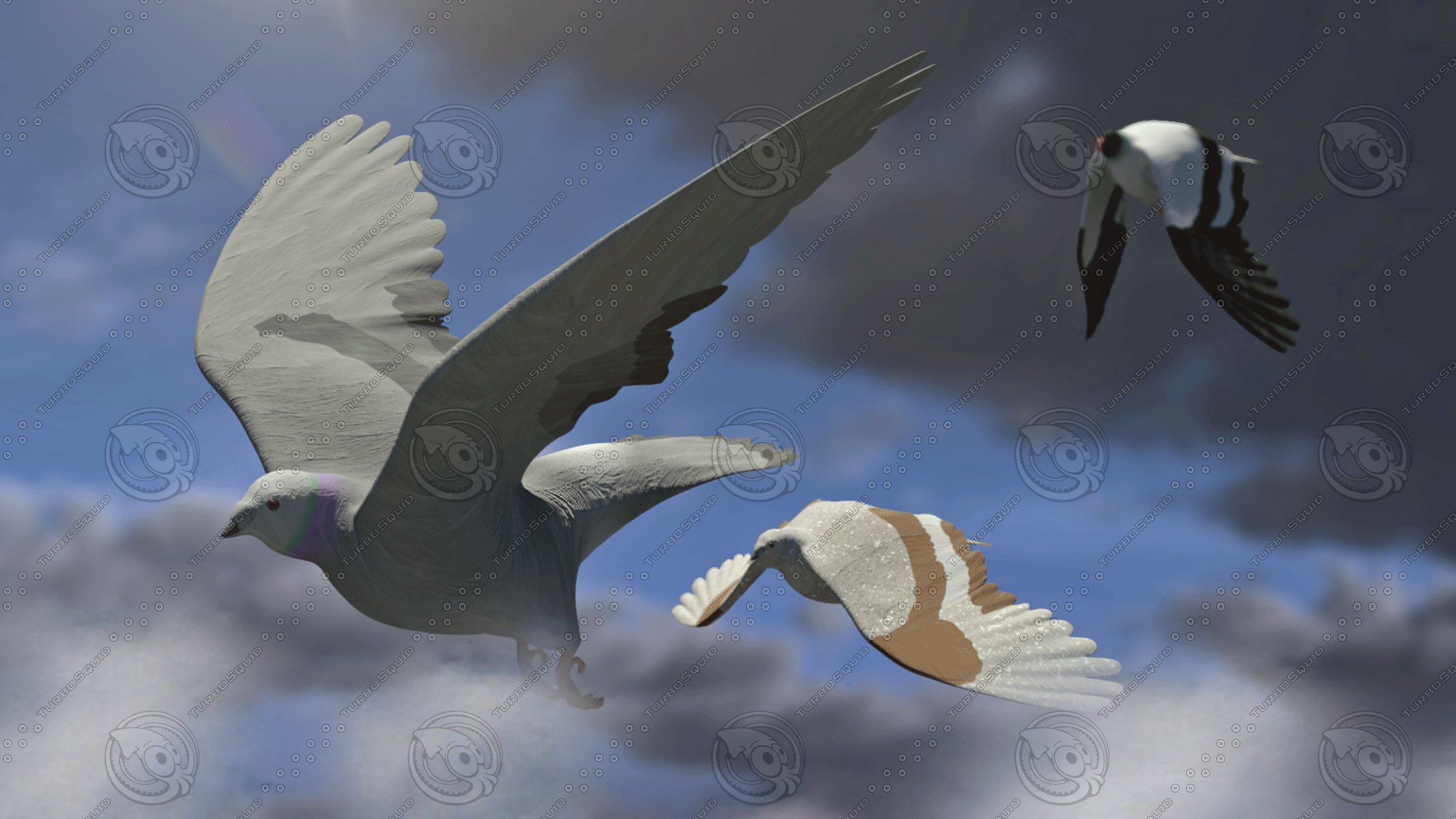 Flock birds pigeons rigged 3D model TurboSquid 1620220