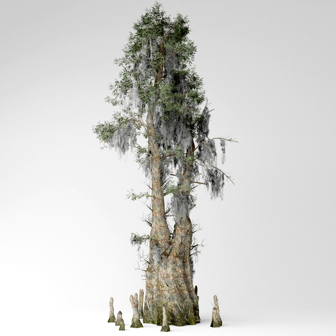 modelo 3d Bald cypress tree TurboSquid 1622126