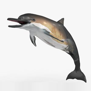 dolphin rigged 3D model
