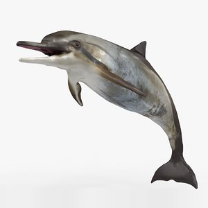 3D dolphin rigged